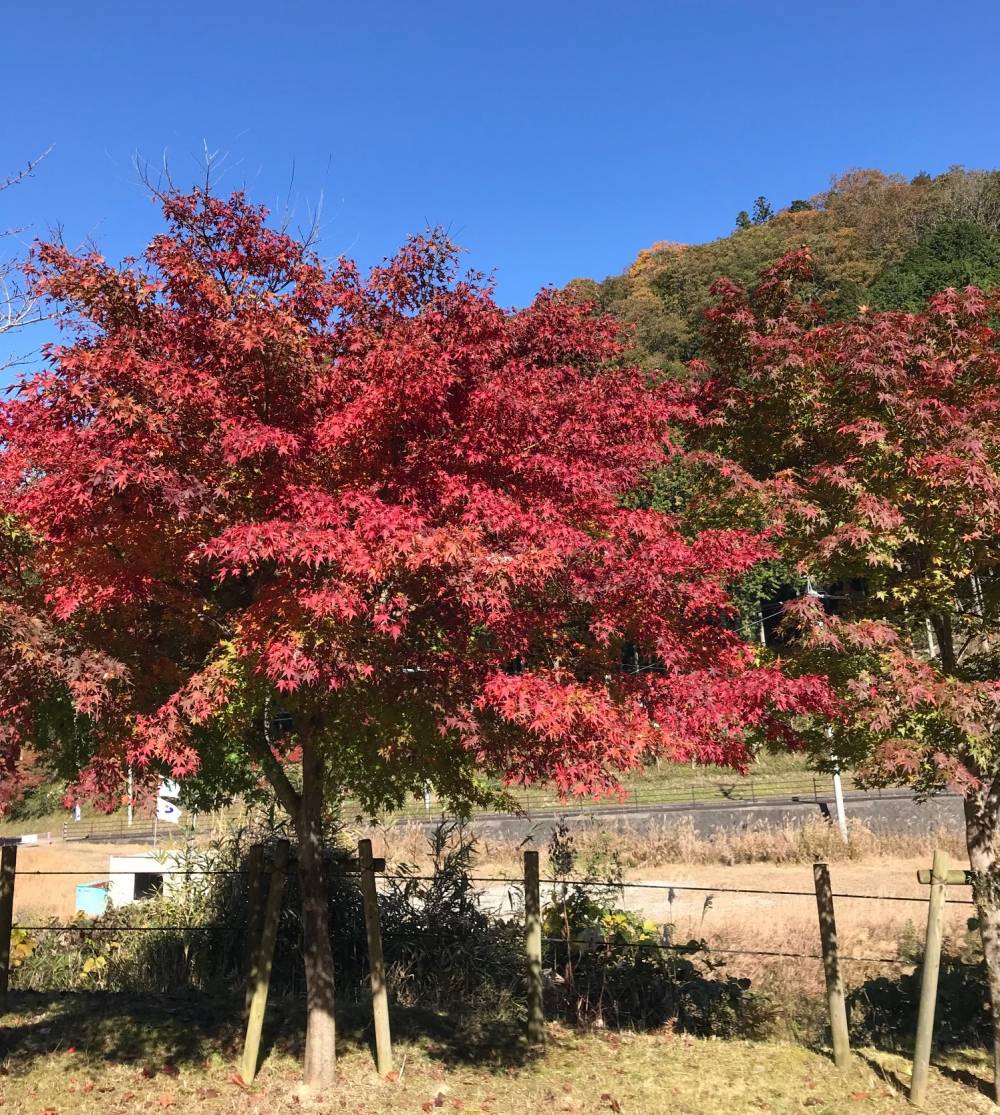 もみじ山荘の紅葉 名張もみじ山荘 特別養護老人ホーム 社会福祉法人東海宏和福祉会